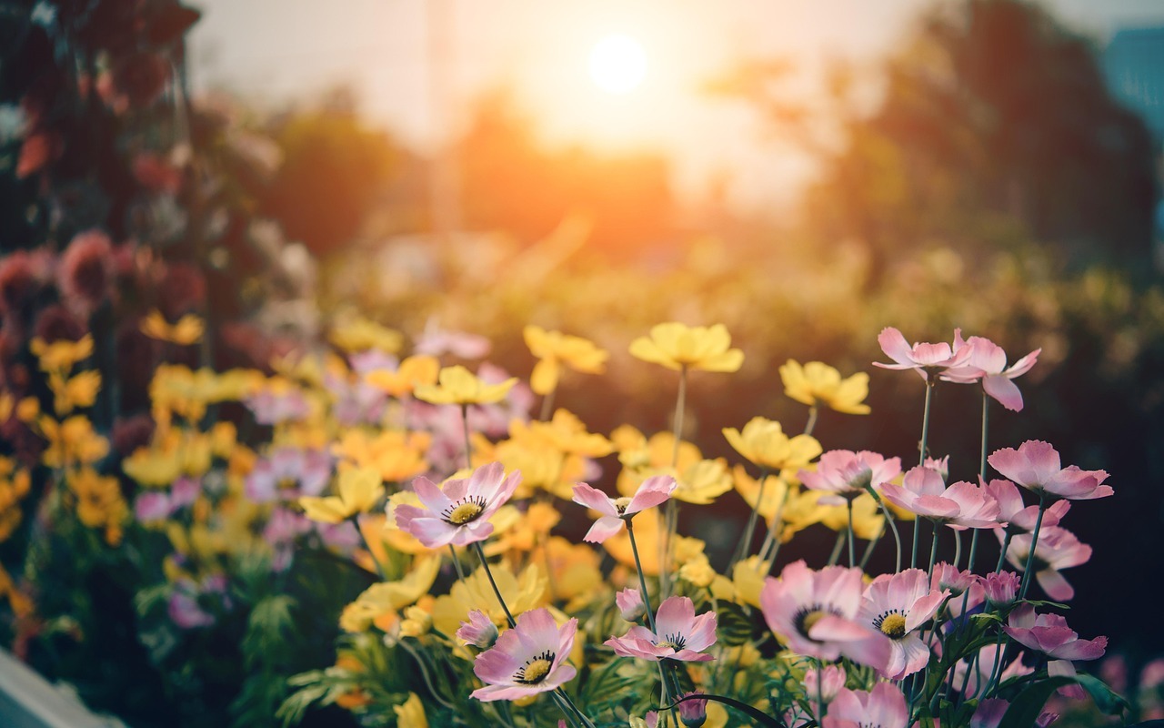 cosmos, flowers, flower background