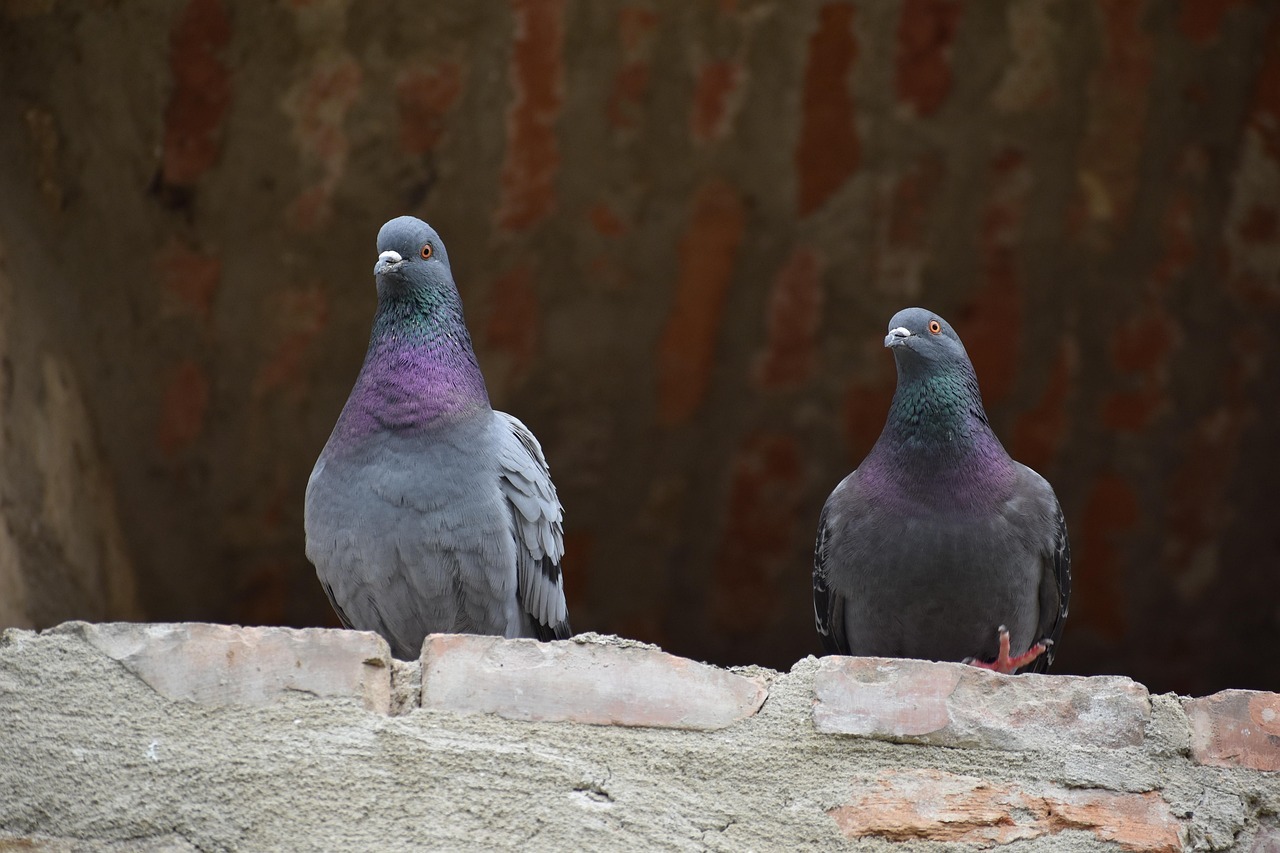 doves, birds, wildlife, animals, urban, nature